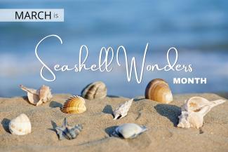 March is Seashell Wonders Beach Month