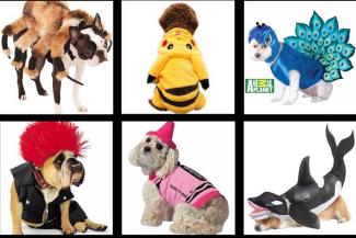 40 Adorable Halloween Costumes for your Pet