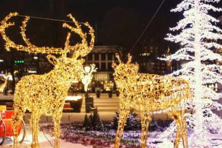 State by State Stunning Holiday Zoo Light Displays