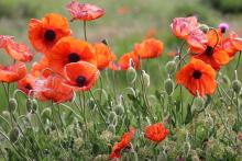 Armistice Day in France