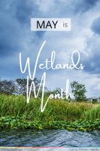 Wetlands Month