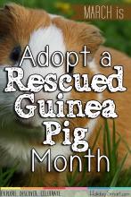 March is Adopt a Rescued Guinea Pig Month