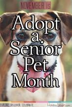 November is Adopt a Senior Pet Month
