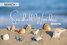 March is Seashell Wonders Beach Month