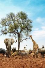 Wildlife Appreciation Month