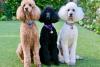 Standard Poodle Day