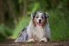 Australian Shepherd Day