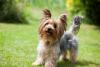 Yorkshire Terrier Day