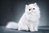 Persian Cat Day