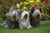 Skye Terrier Day (International)