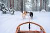 Iditarod Trail Sled Dog Day