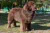 Newfoundland Dog Day