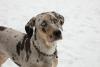 Catahoula Leopard Dog Day