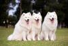 Samoyed Dog Day