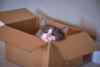 Box Day (for Cats)