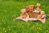 Teddy Bear Picnic Day