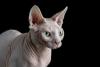 Sphynx Cat Day