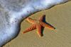 Starfish Day