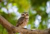 International Owl Awareness Day (IOAD)