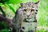 Clouded Leopard Day