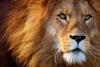 World Lion Day