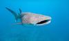 Whale Shark Day