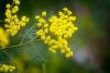 Wattle Day (Australia)
