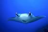 World Manta Day