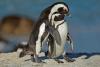 International African Penguin Awareness Day