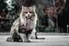 Maine Coon Cat Day