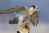 World Falconry Day (WFD)
