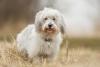 Coton de Tulear Dog Day