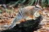 World Numbat Day