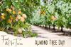 Almond Tree Day