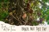 Brazil Nut Tree Day