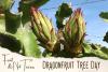 Dragonfruit Tree Day