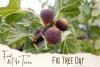 Fig Tree Day