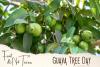 Guava Tree Day