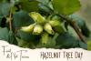 Hazelnut Tree Day