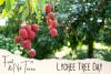 Lychee Tree Day