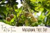 Macadamia Nut Tree Day