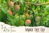 Mango Tree Day