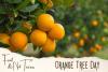 Orange Tree Day