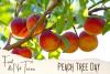 Peach Tree Day