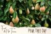 Pear Tree Day
