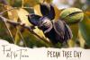 Pecan Tree Day