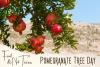 Pomegranate Tree Day