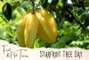 Starfruit (Carambola) Tree