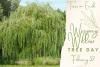 Weeping Willow Tree Day