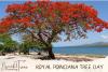 Royal Poinciana Tree Day